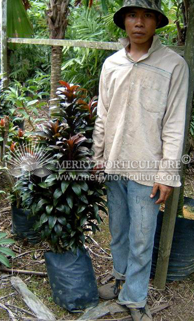 Cordyline fruticosa 'H.Bonsai'